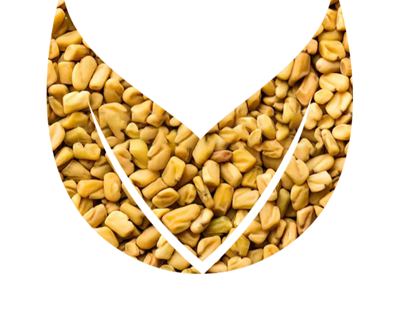 Fenugreek